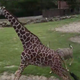 Illustration for article titled The Sports Highlight Of The Day Is An Antelope Tackling A Giraffe